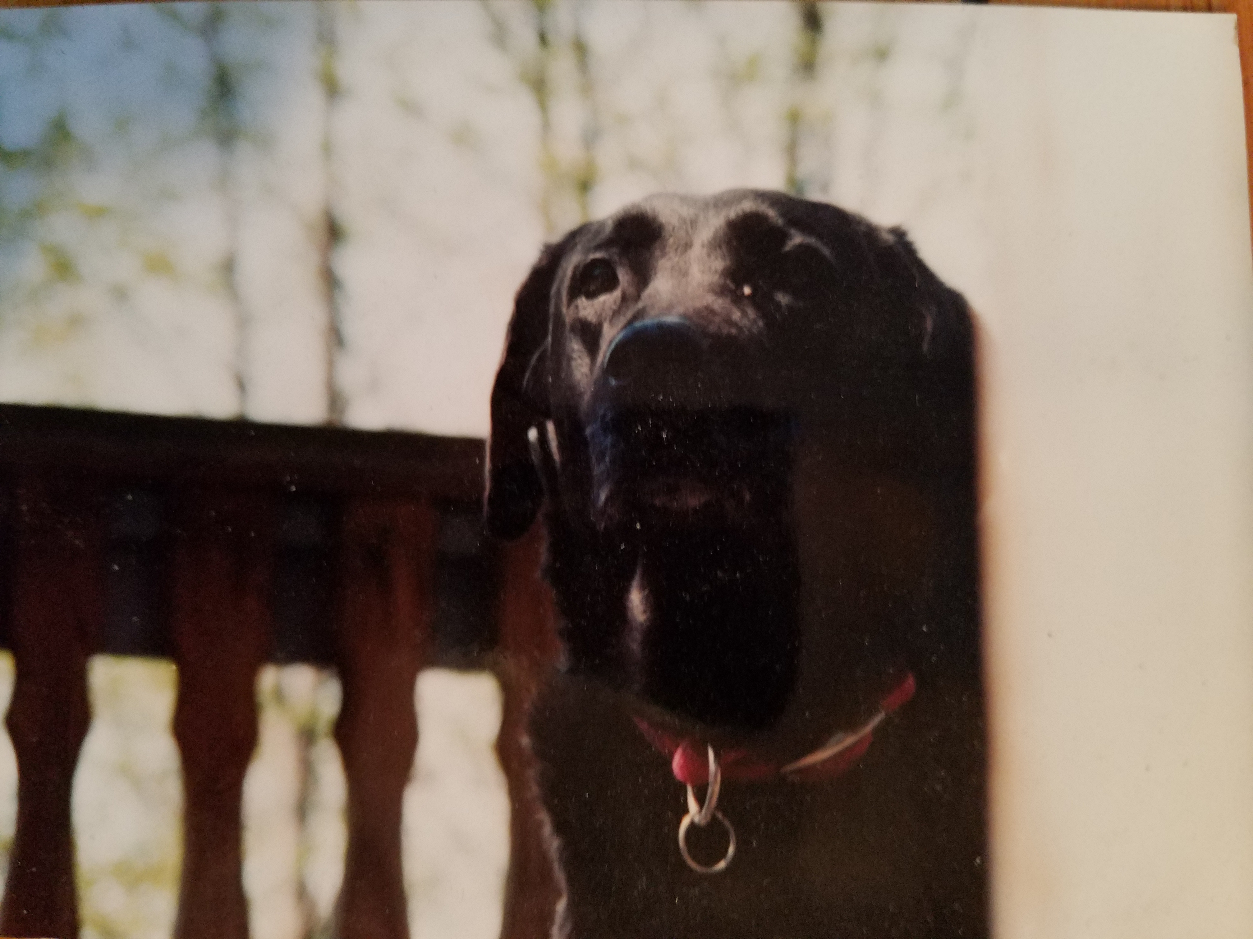Tootsie